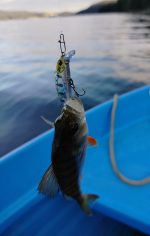 Воблер ZipBaits Rigge Flat 45S  цв. 810 - Image 3