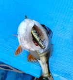 Воблер ZipBaits Rigge Flat 45S  цв. 810 - Image 2